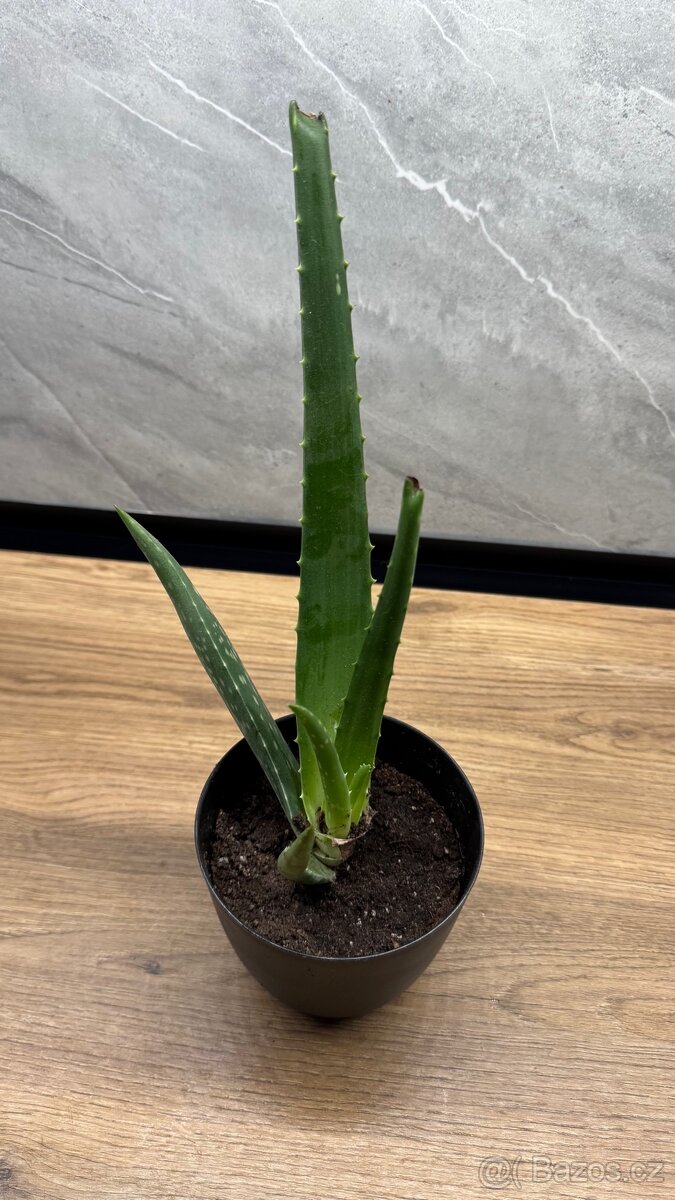 Aloe vera - 3
