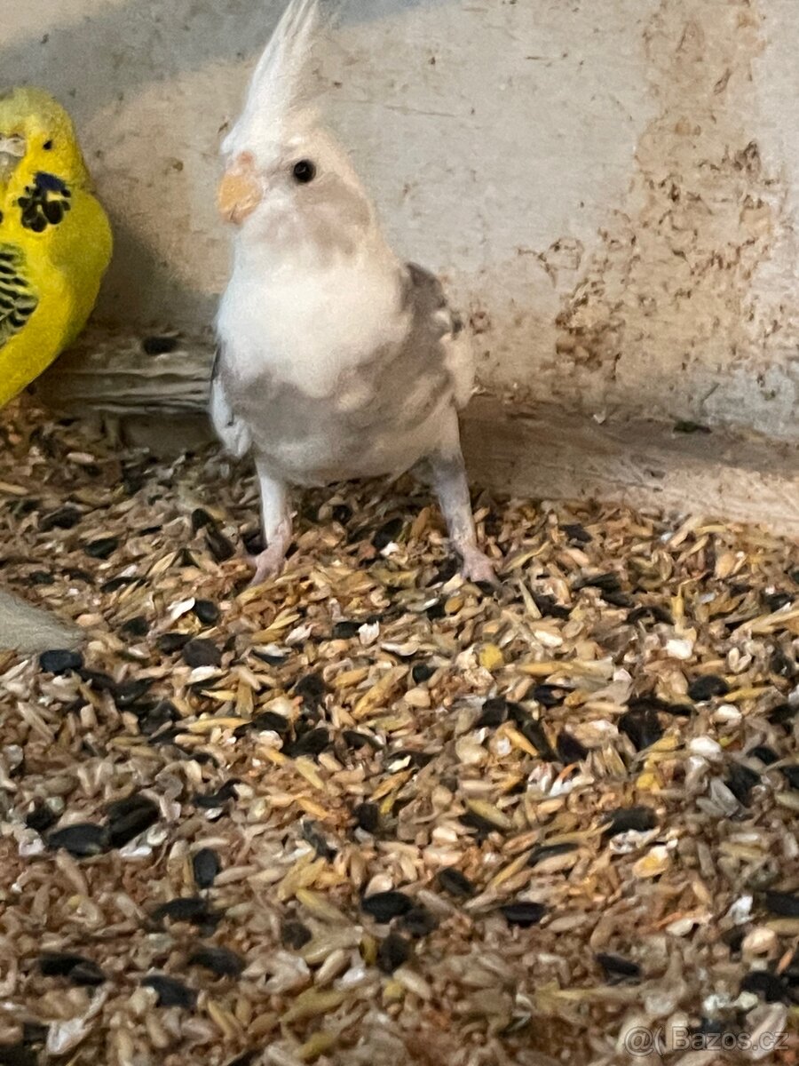 Korela - mláďata na ochočení - 3