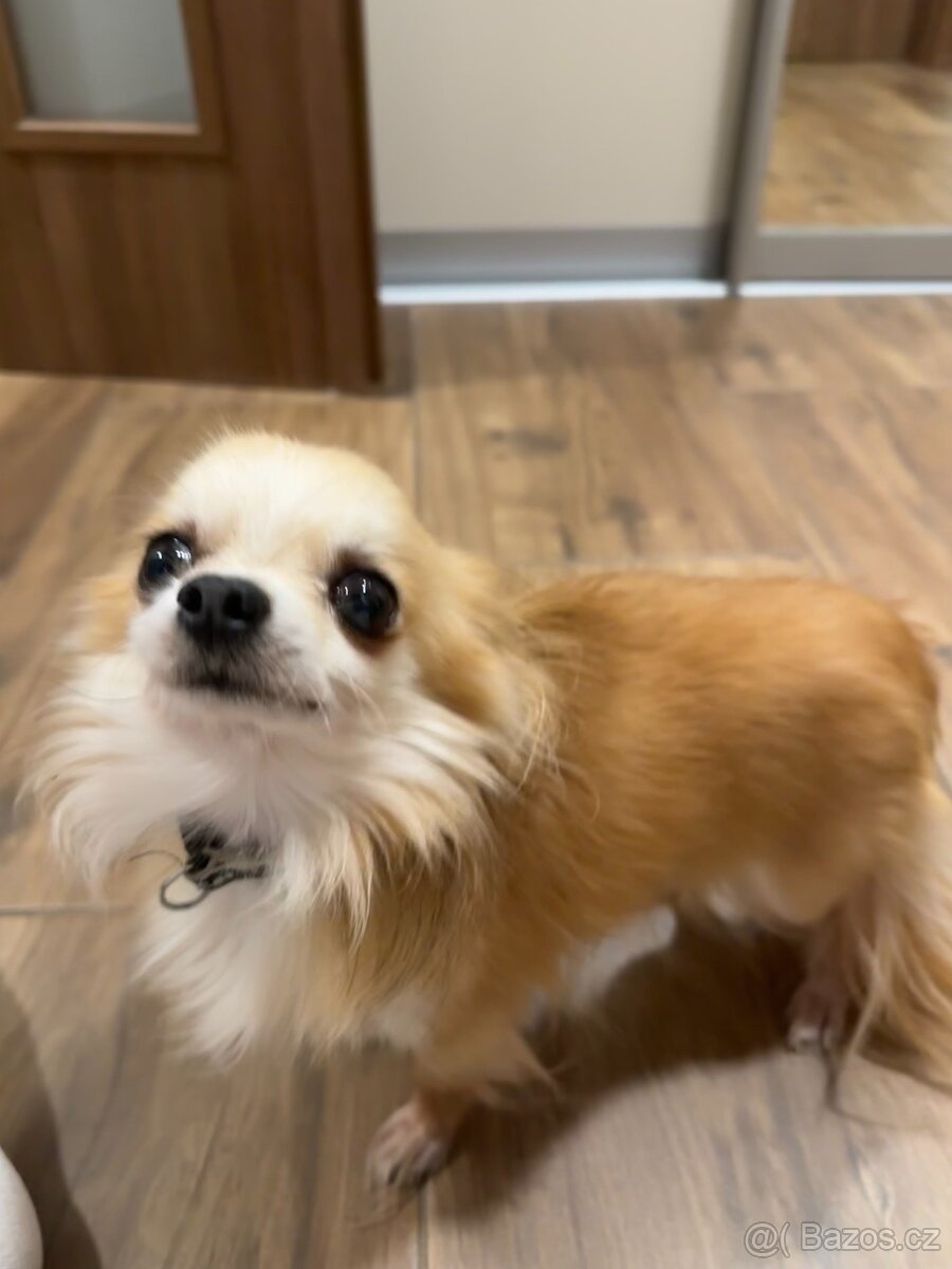 Dlouhosrstá čivava (kluk) - 3