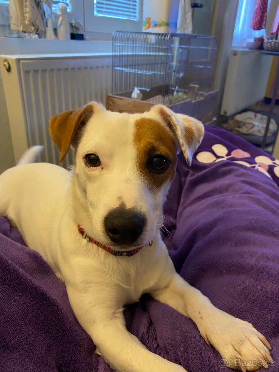 Jack Russell teriér krytí - 3