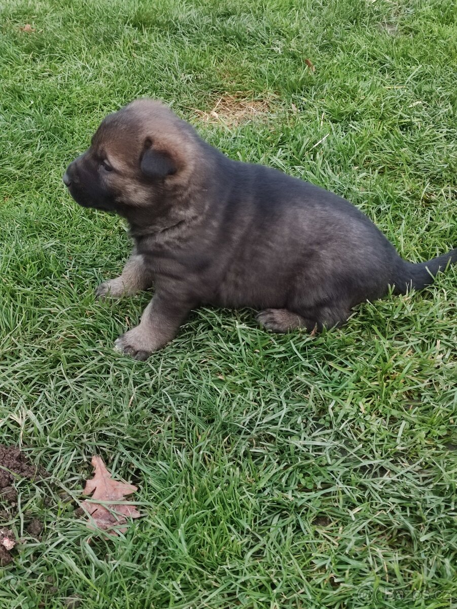 Německý ovčák štěňata - 3