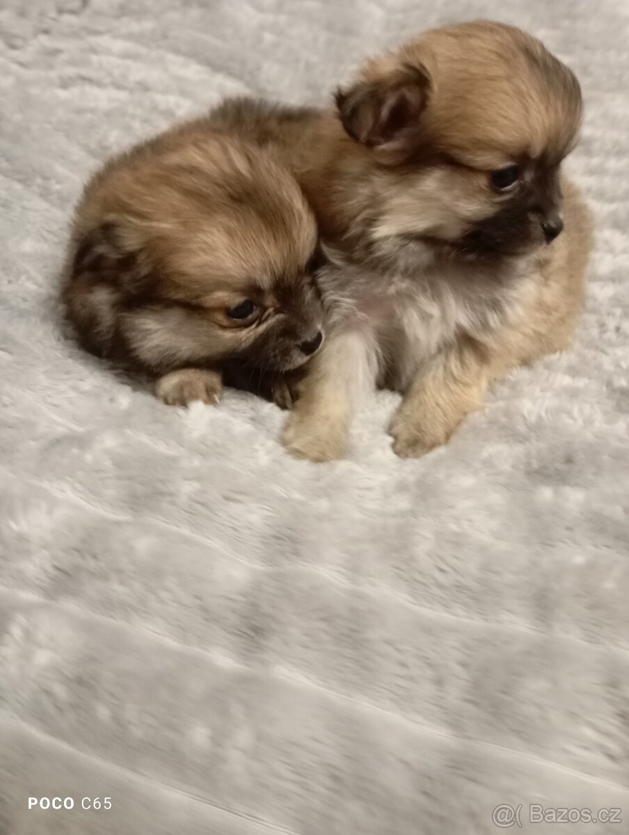 pomeranian/ pomerian - 3