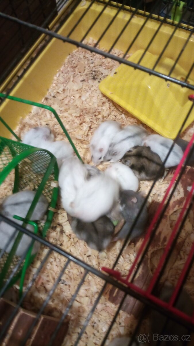 Křeček džungarský - 3