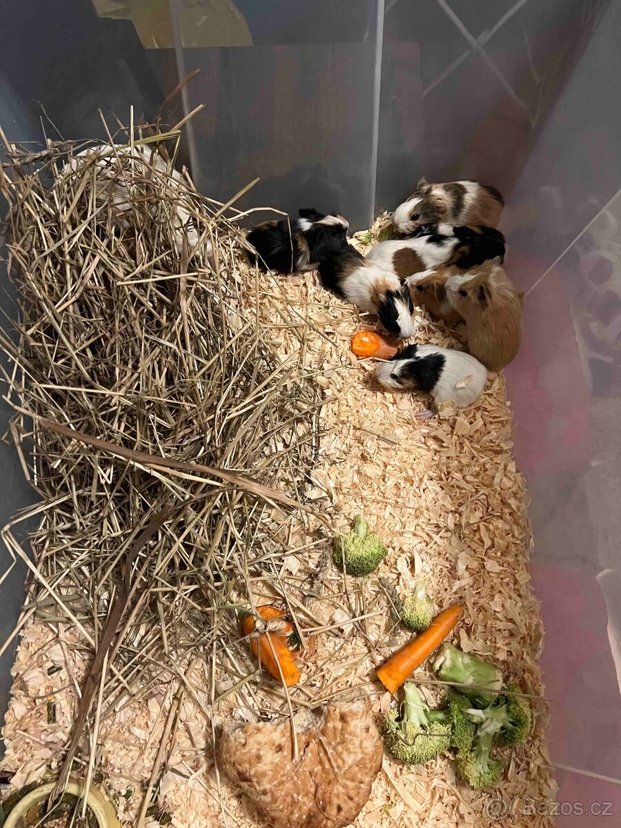 Morče, Morčata - 3