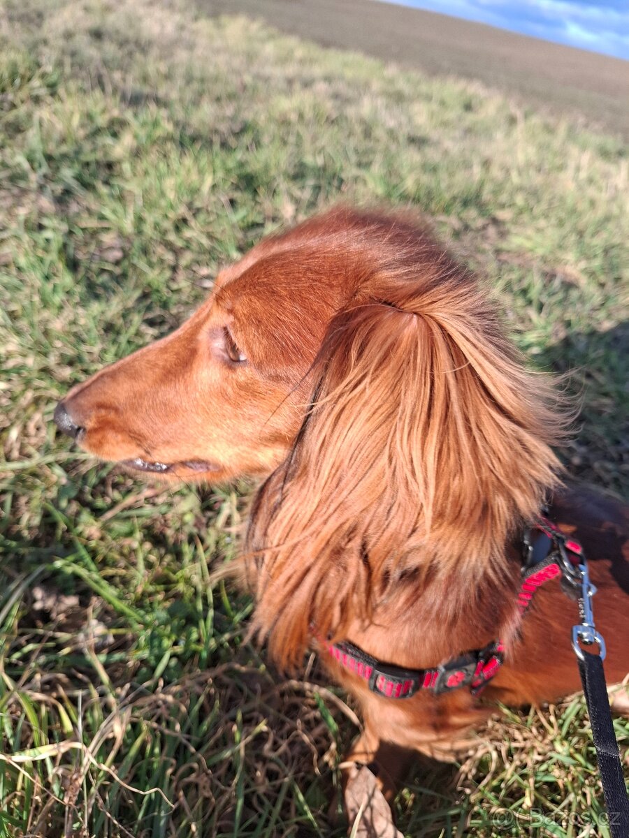 dlouhosrstý trpasličí jezevčík na krytí - 3