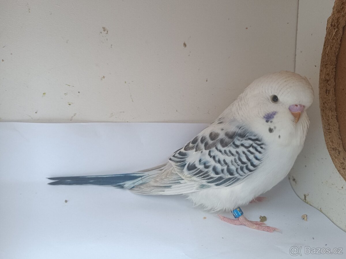 Andulka Tcb samec 2025 1 týden z budky - 3