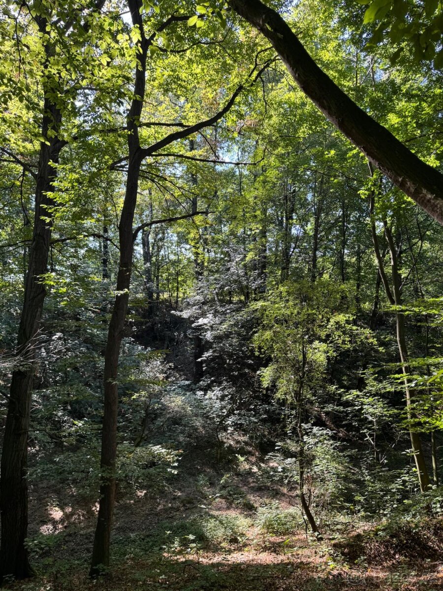 Prodej lesního pozemku v k.ú. Bartovice (2) - 3