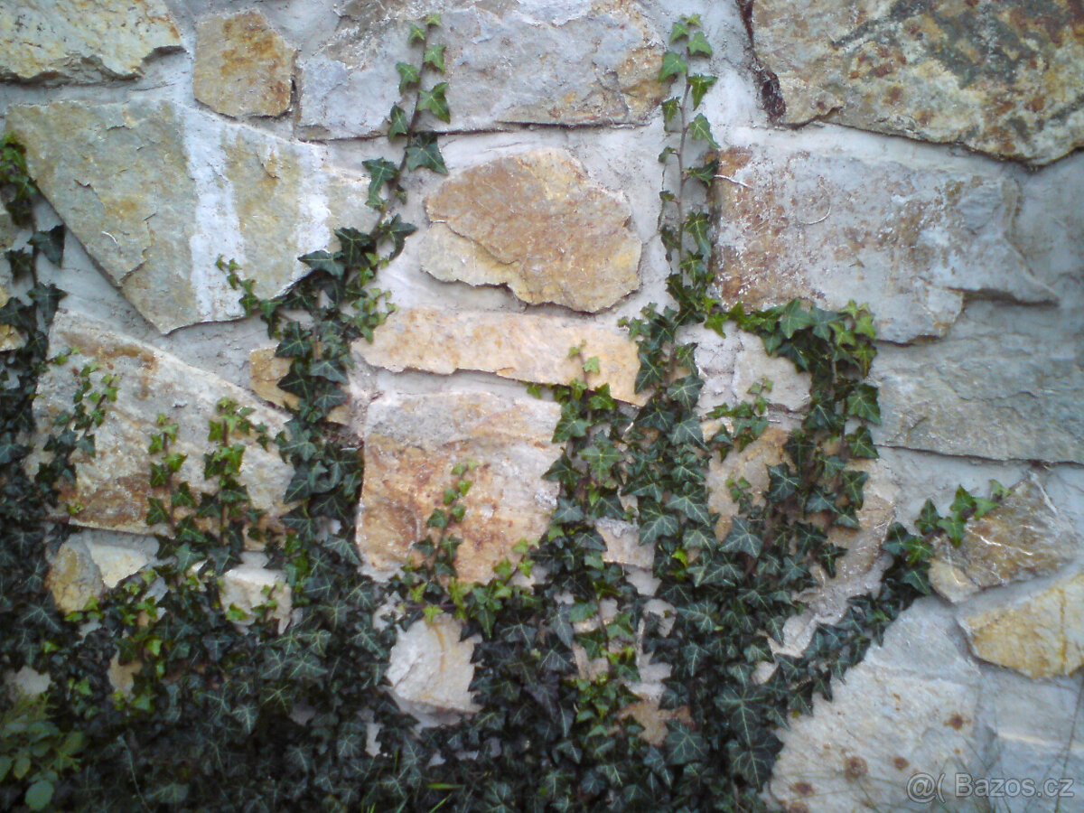 Sazenice 3 druhů břečťanů - 3