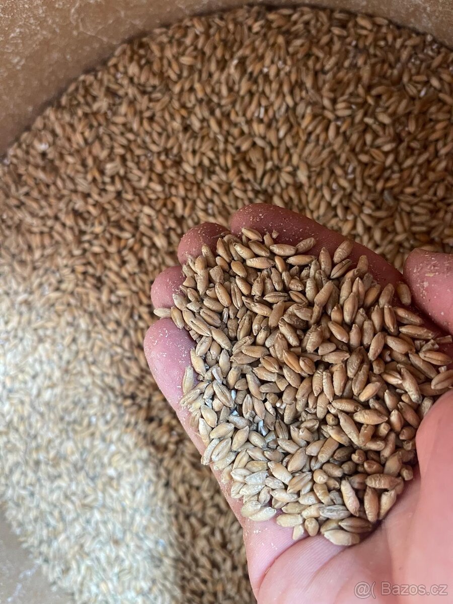 Prodám brambory, obilí a slámu - 3