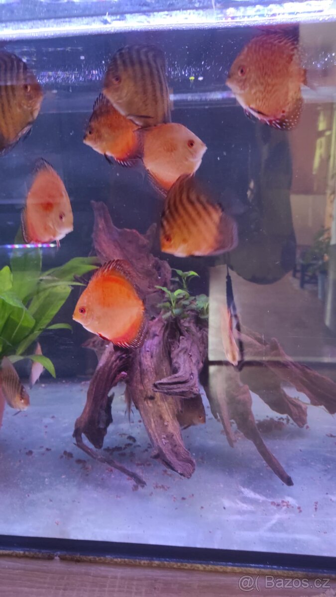 Terčovci - linie red - 3