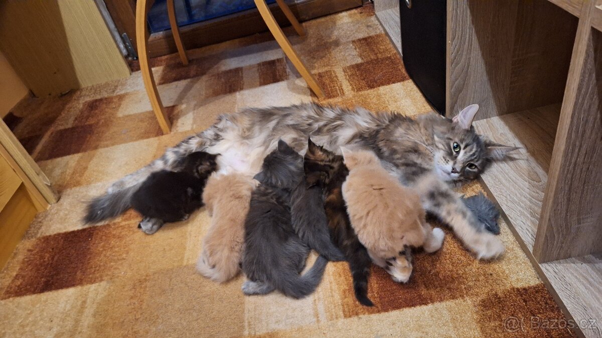 Mainská mývalí koťátka bez PP - 3