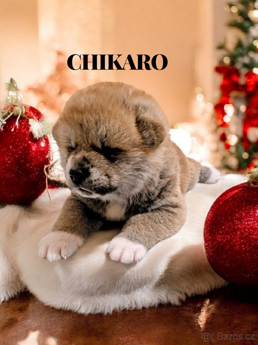 Štěňátka Akita Inu s PP - 3