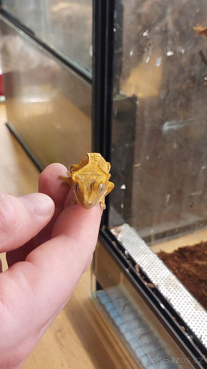 Pagekon řasnatý - 3