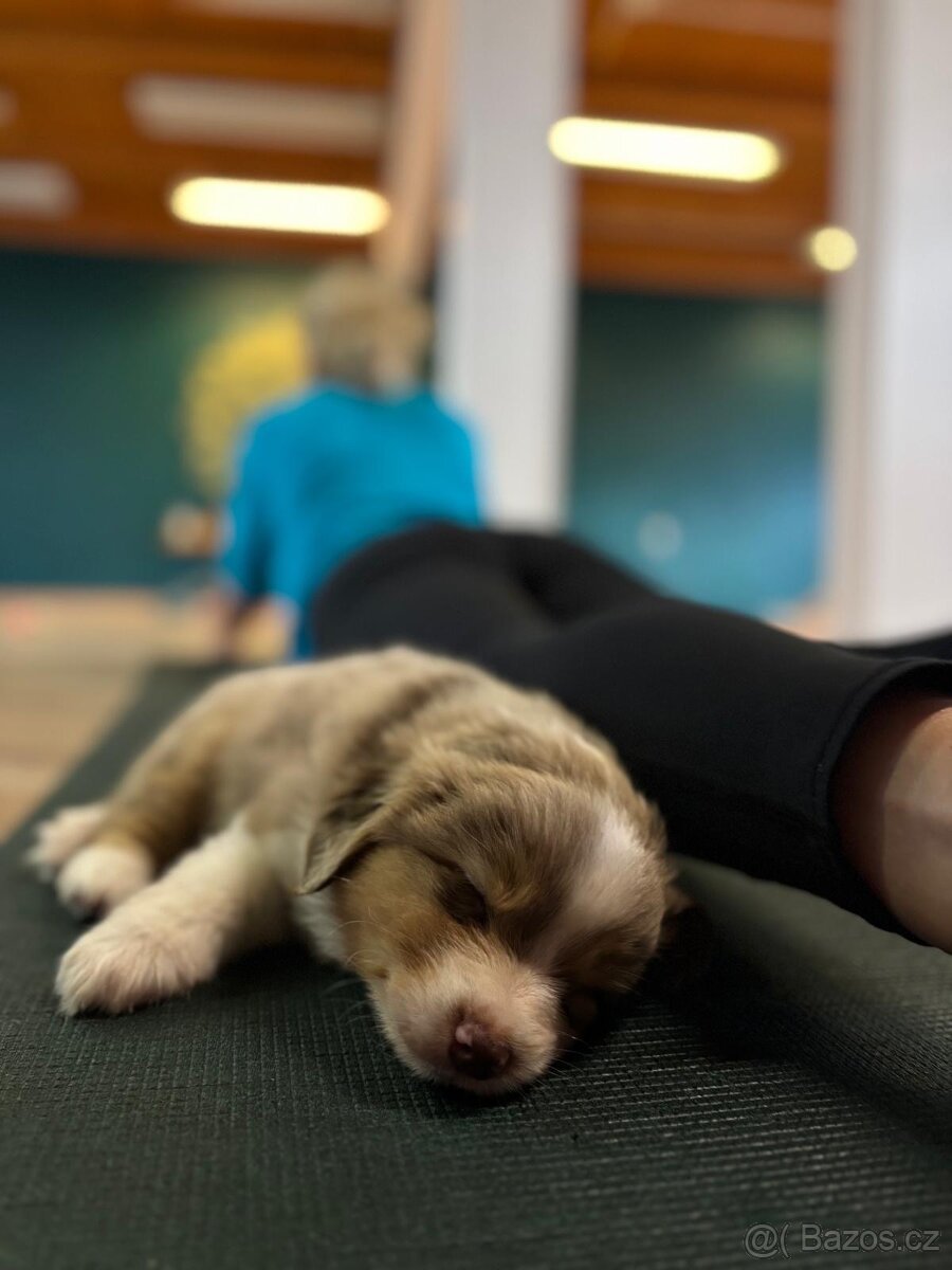 Miniaturní americký ovčák - Belen Rossa - 3