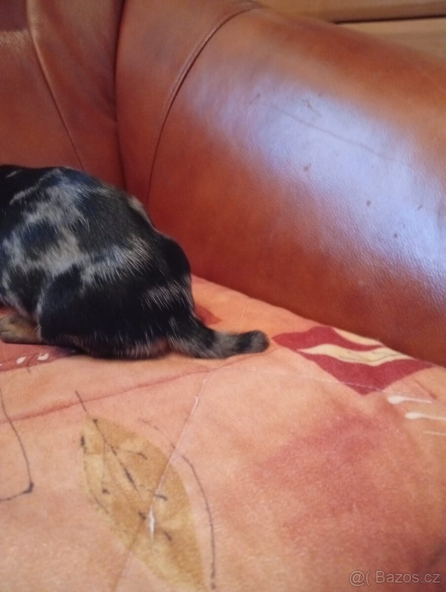 Jezevčík krátkosrstý - 3