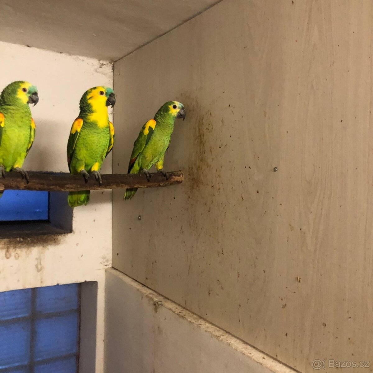 Amazoňan modročelý - 3