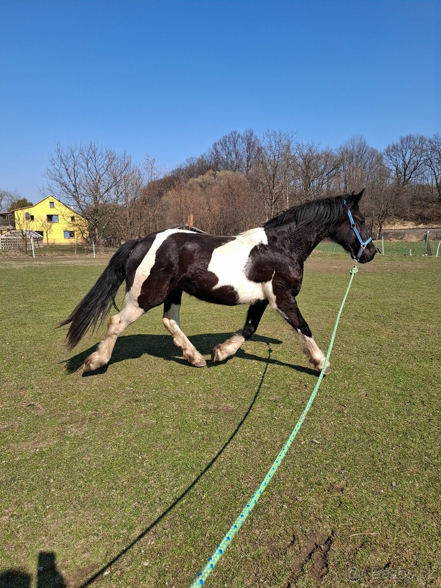 Kobyla po Bonte Monte - 3