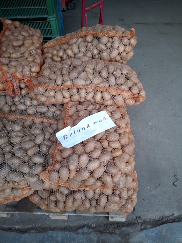 Sadbové brambory - 3