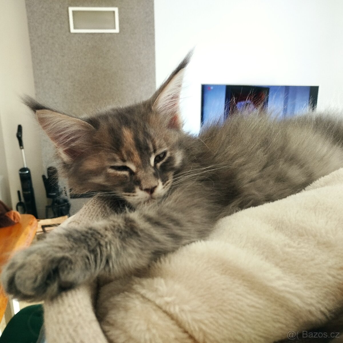 Mainská mývalí koťátka s PP - 3