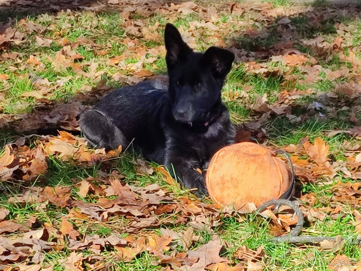 Německý ovčák štěně s PP - 3