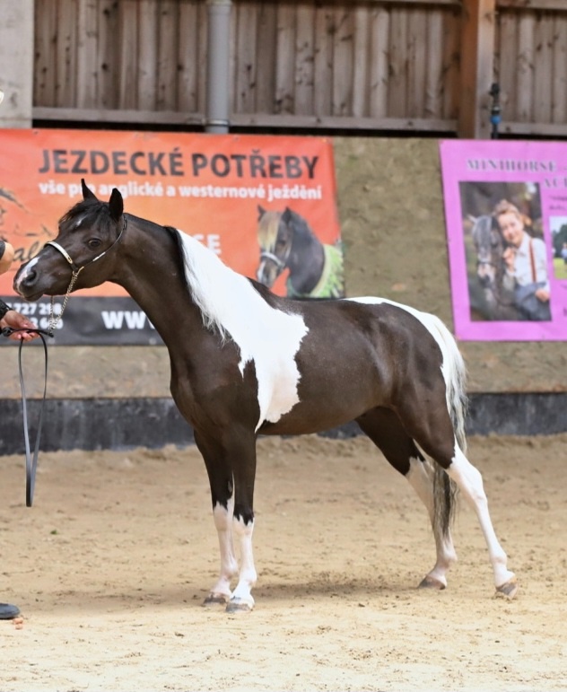 Valach AMHR/ASPC- minihorse - 3