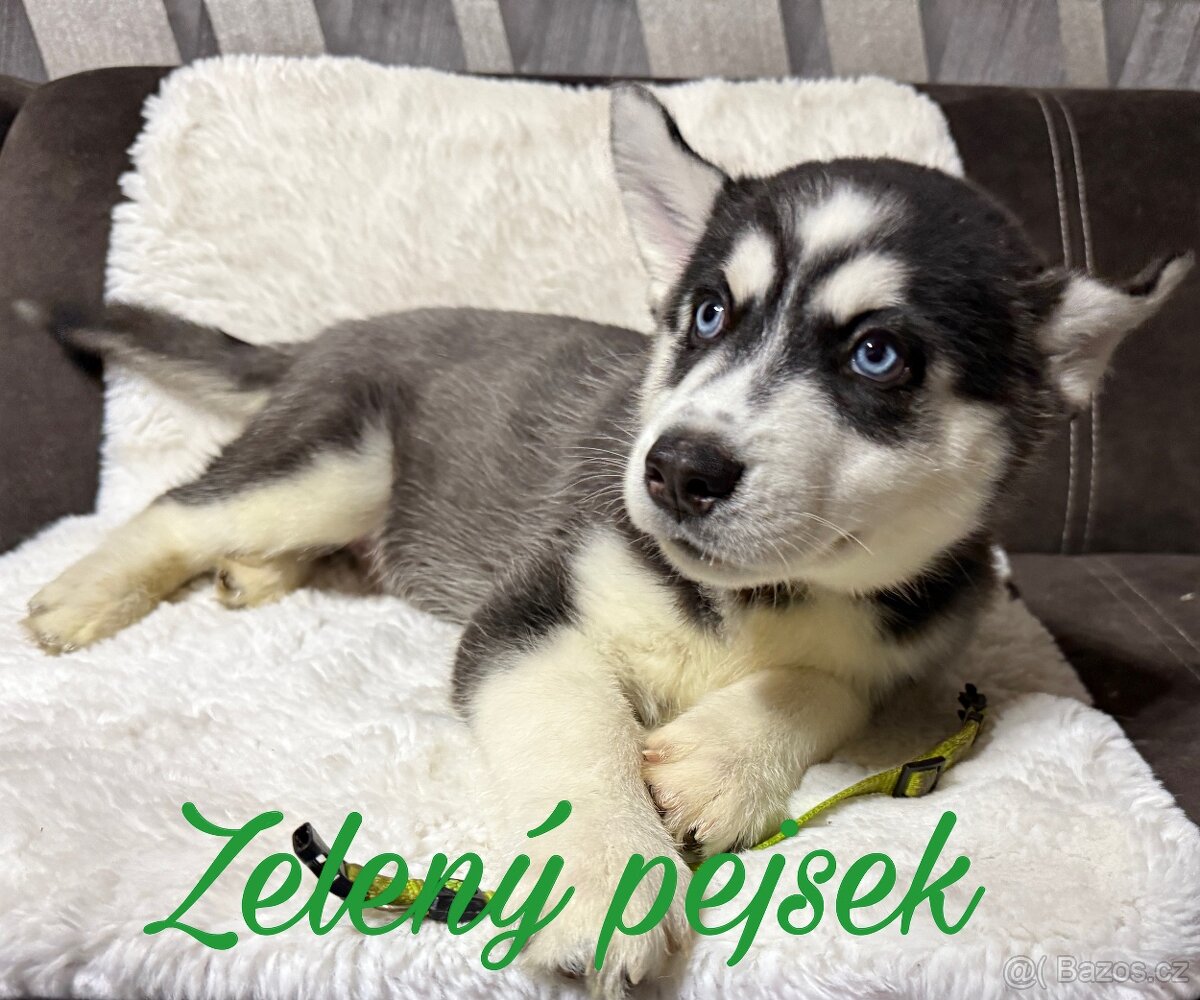 Štěňátka Sibiřský husky - 3