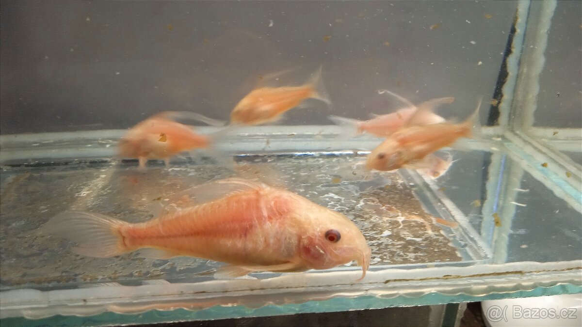 Prodám pancéřníčky Corydoras paleatus albín - 3