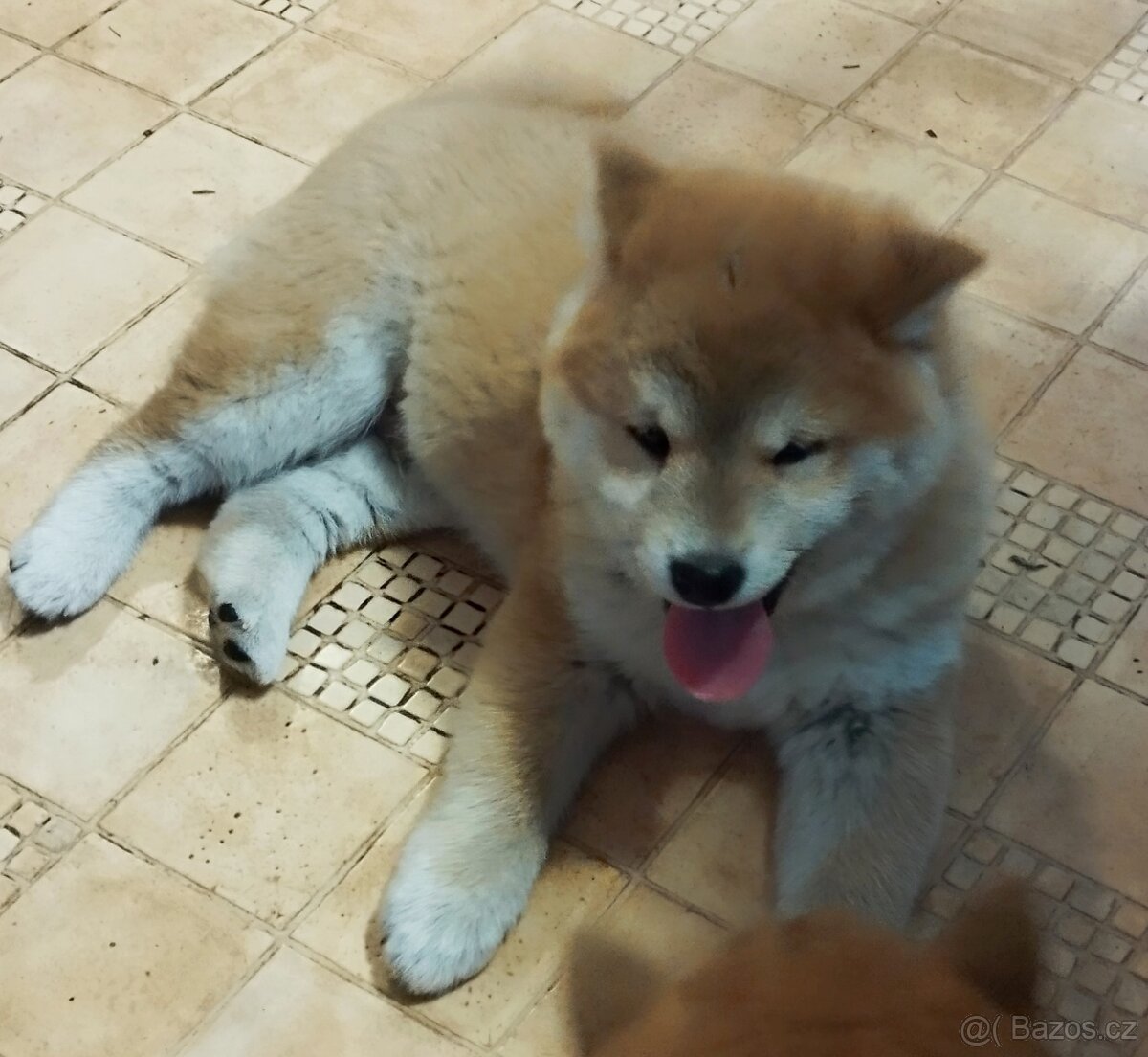 Pejsek shiba inu bez Pp - 3