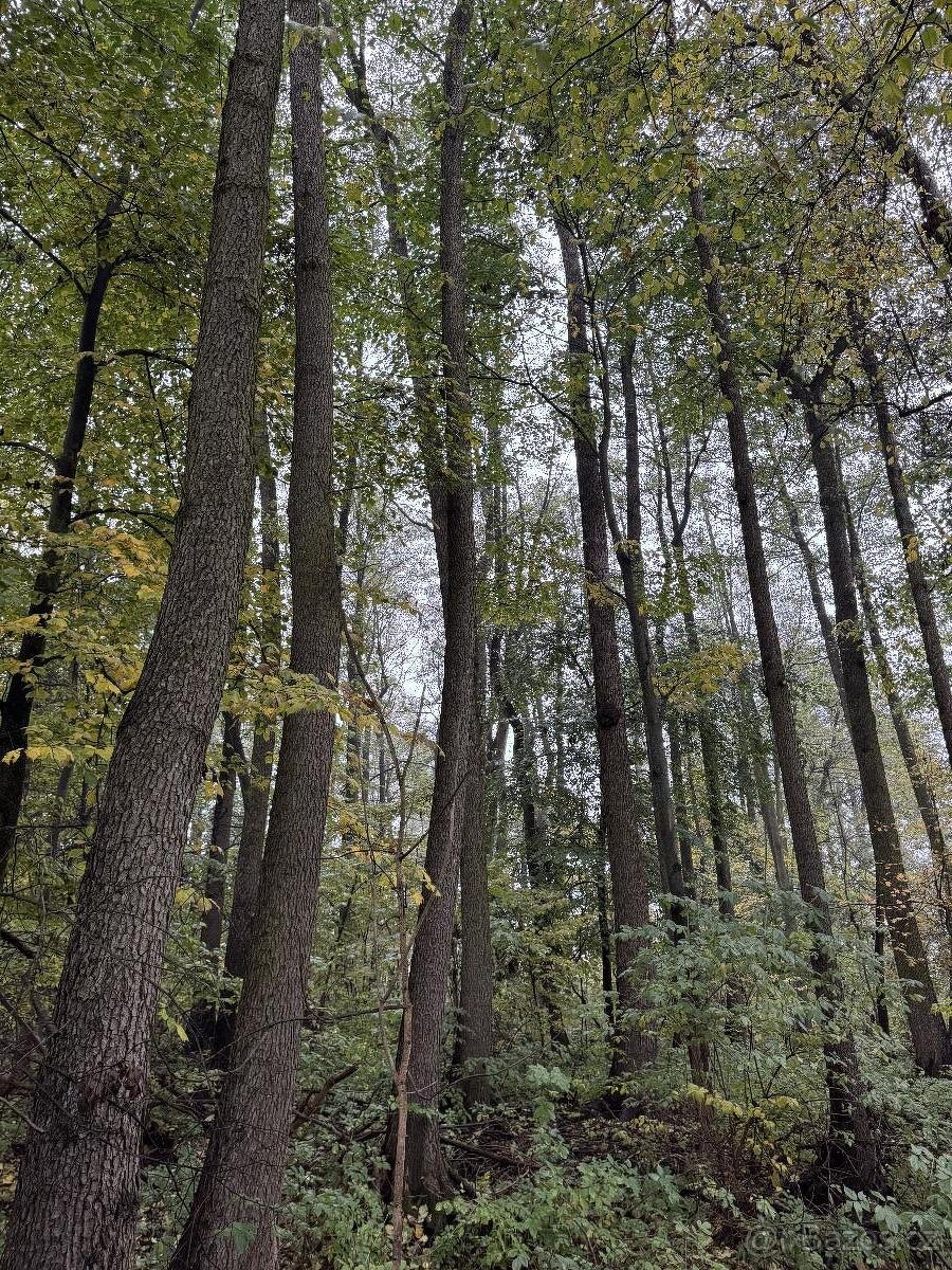 Prodám lesní pozemek v k.ú. Blíževedly - 3