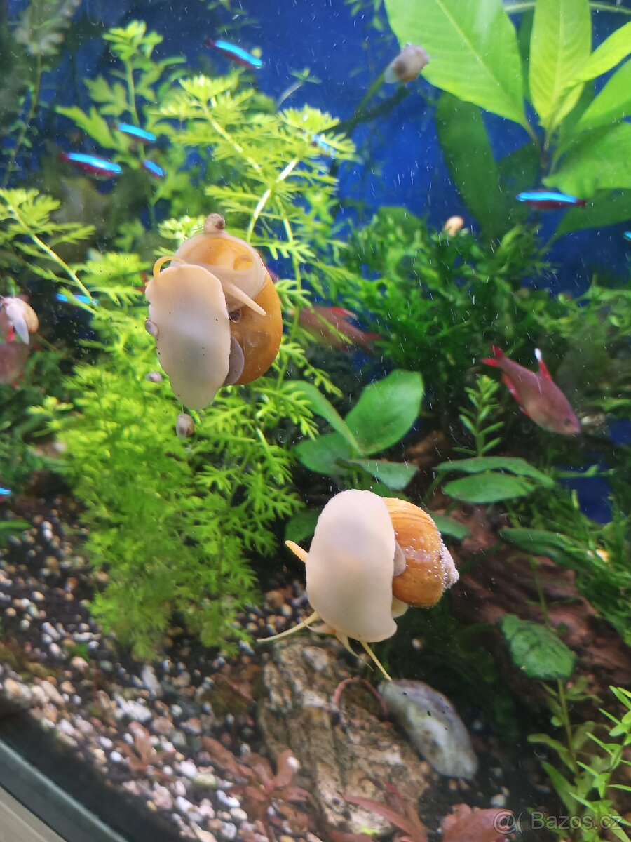 Akvarijni šnek ampularia žluta - 3