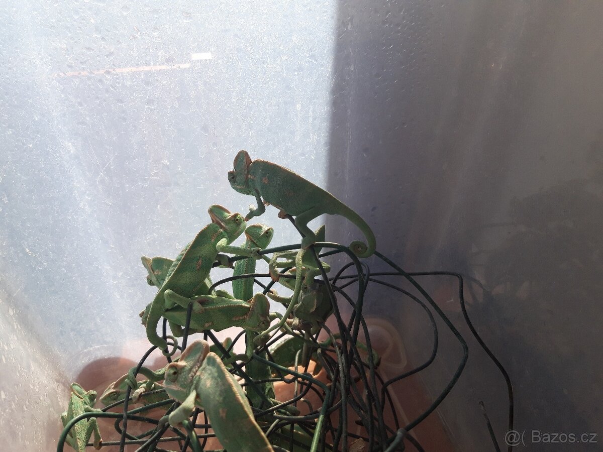 Chameleon jemenský - Chameleo calyptratus- samečci - 3