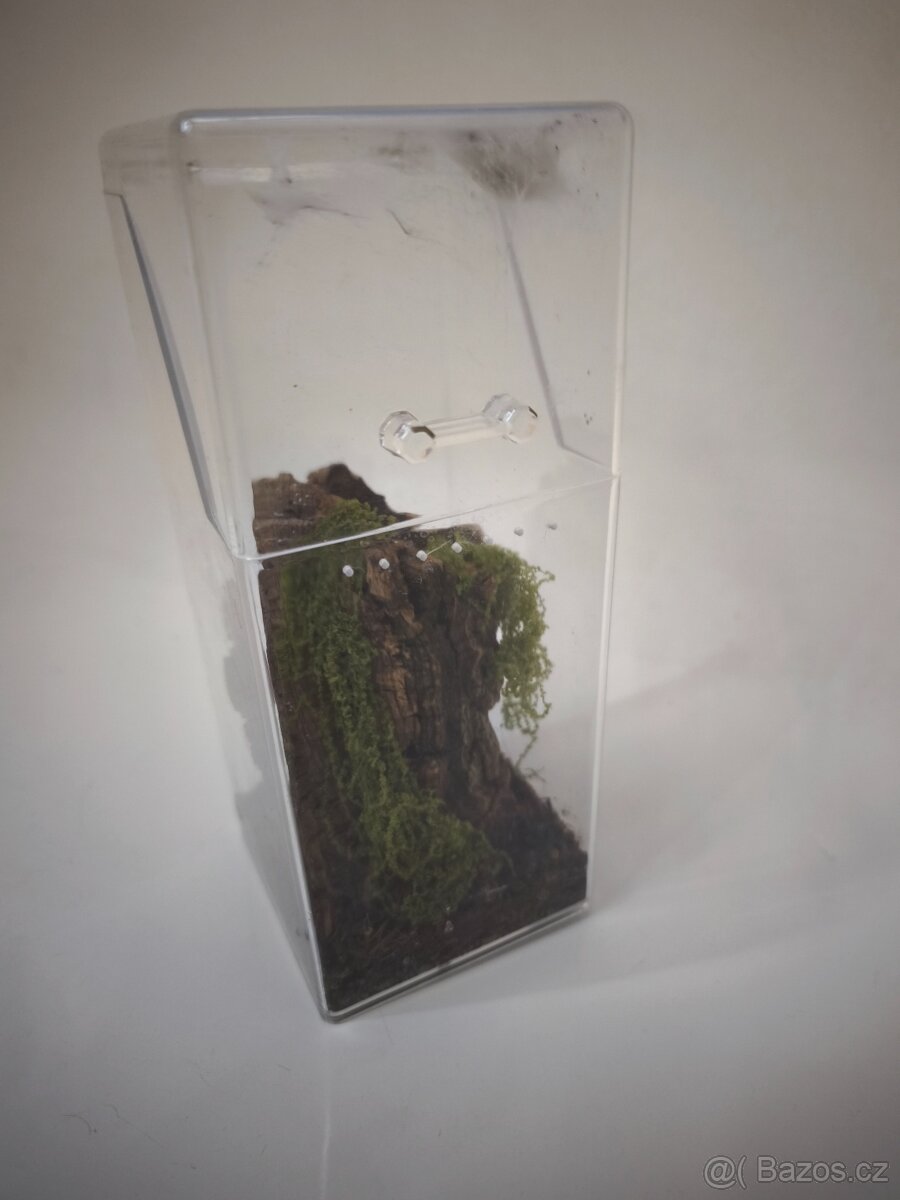 Skákavka Královská (Phidippus regius Everglades) - 3