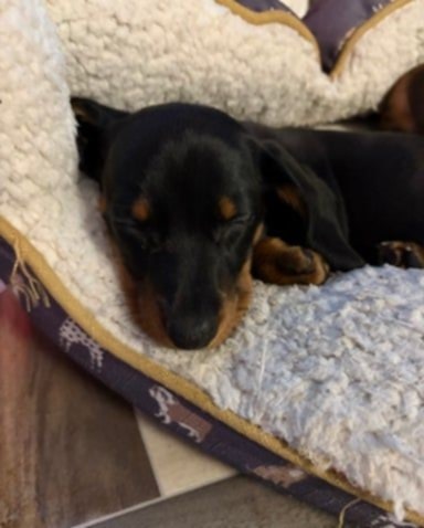 Trpasličí jezevčík - 3