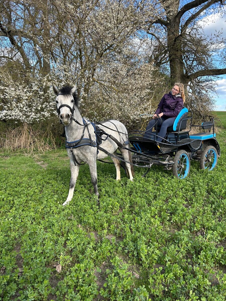 Na prodej krásná welsh mountain pony klisna DIABOLIC HENESSY - 3
