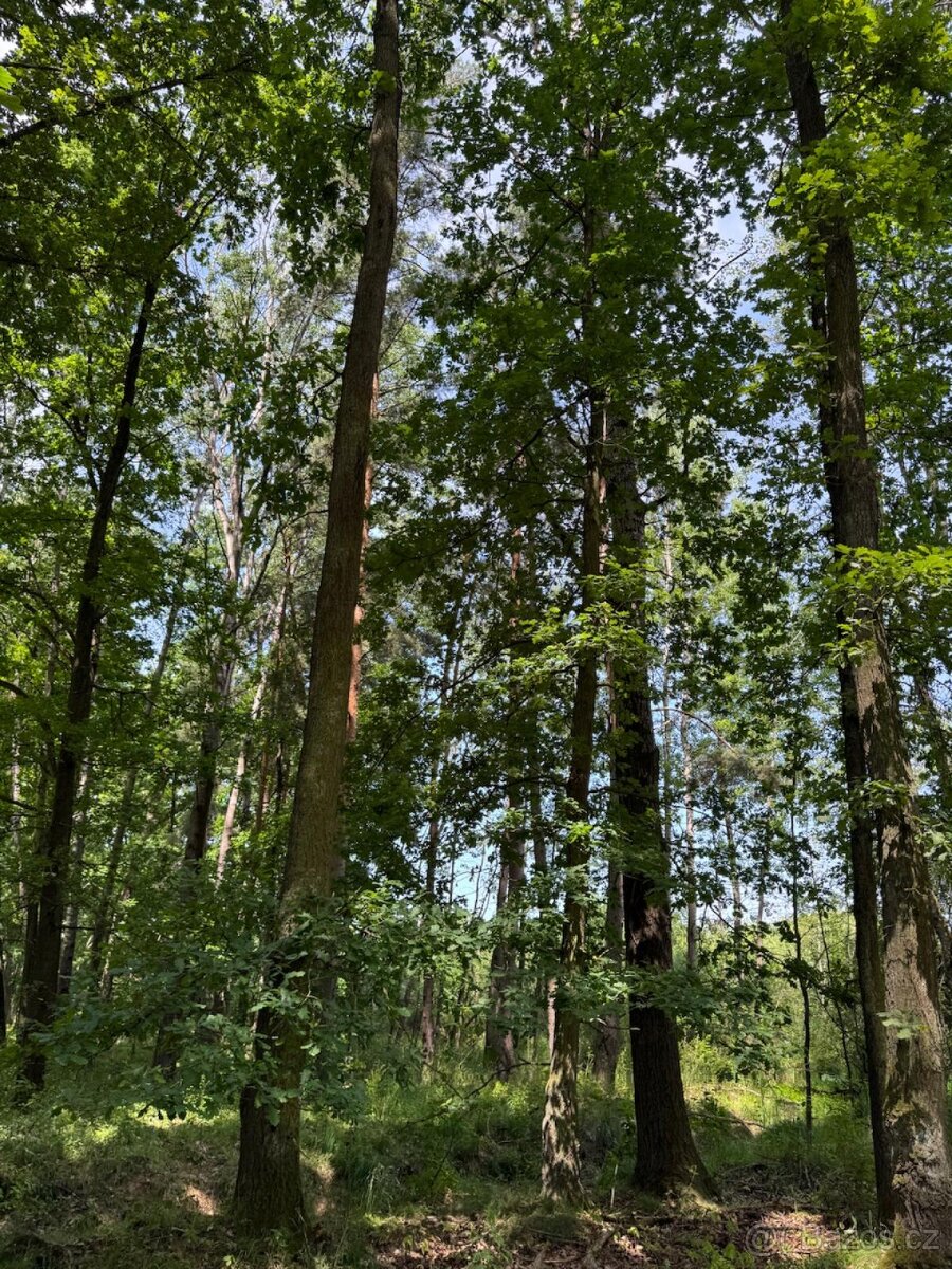 Prodám pozemky v katastrálním území Stará Hlína - 3