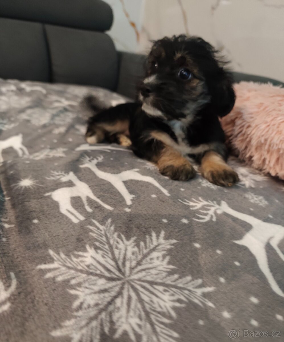 Yorkshirský /Jorkšírský teriér X Jezevčík - 3