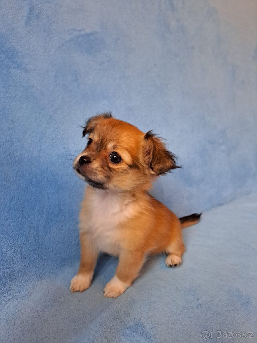 Dlouhosrstá čivava - 3