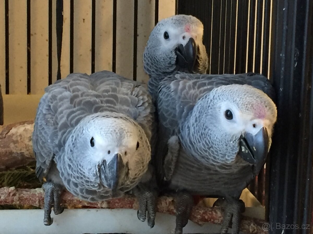 Prodám žako Kongo - 3