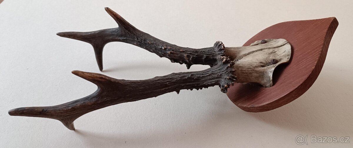 Srnčí parůžky - 3