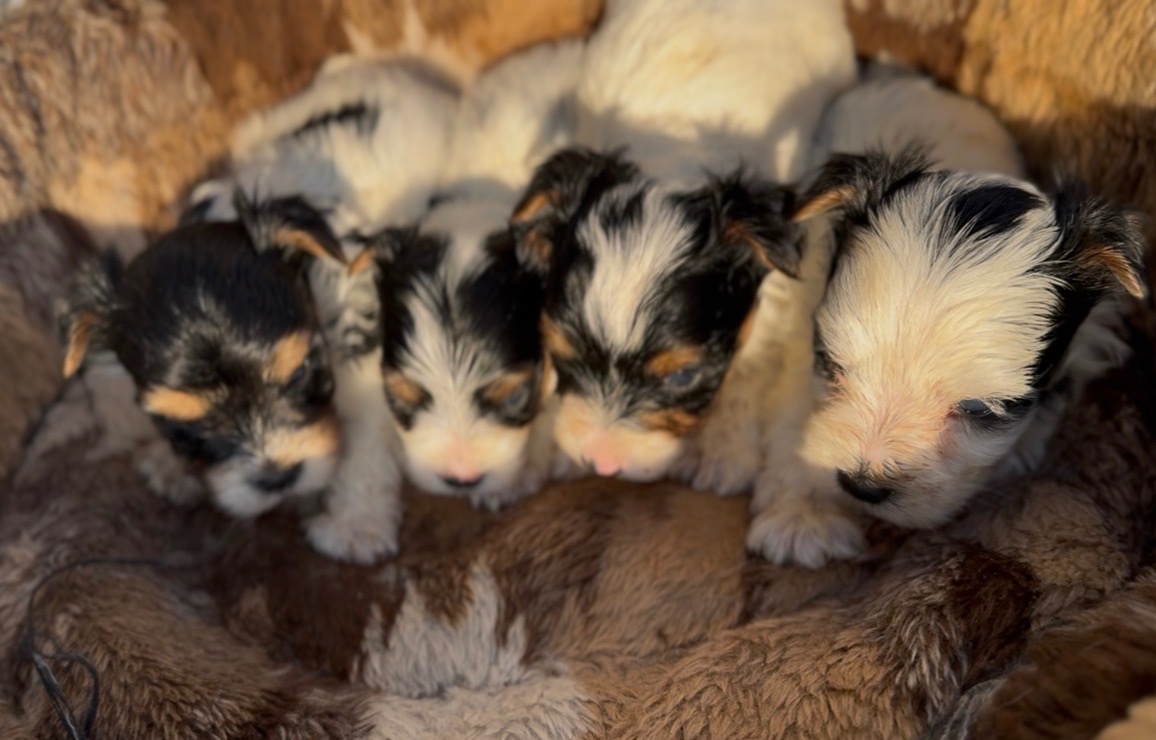 Biewer terier s pp - 3