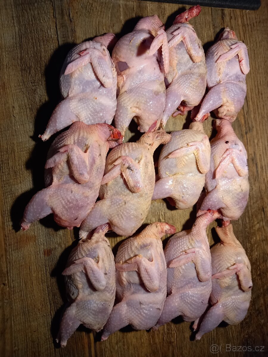 Křepelka - 3