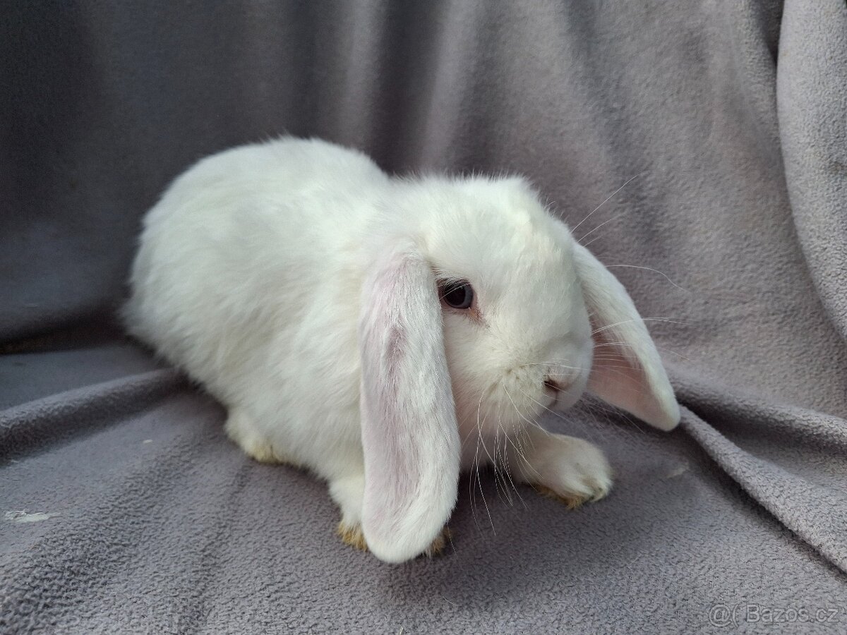 Zakrslý beránek mláďata - 3