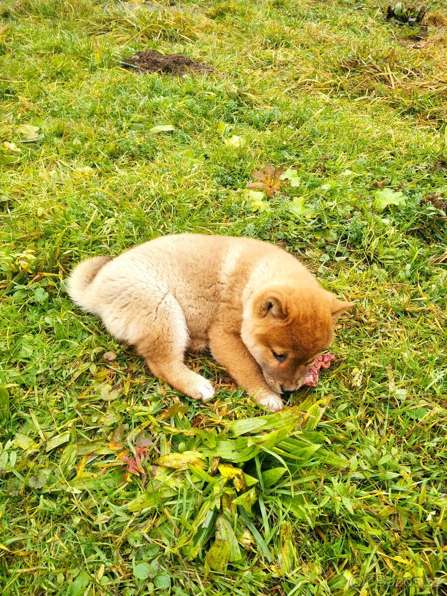 Schiba inu s rodokmenem - 3
