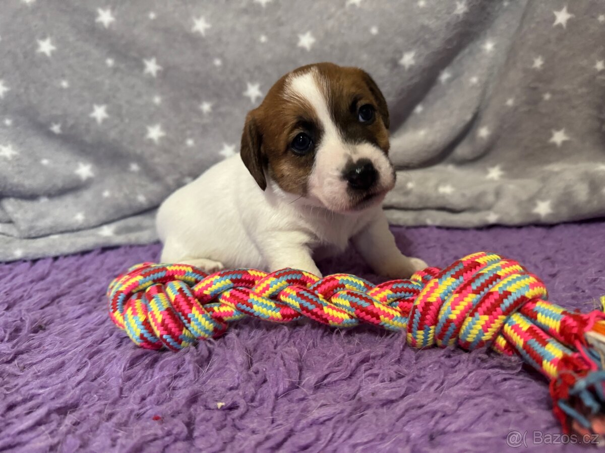 Jack Russell terier - stenata s prukazem puvodu - 3