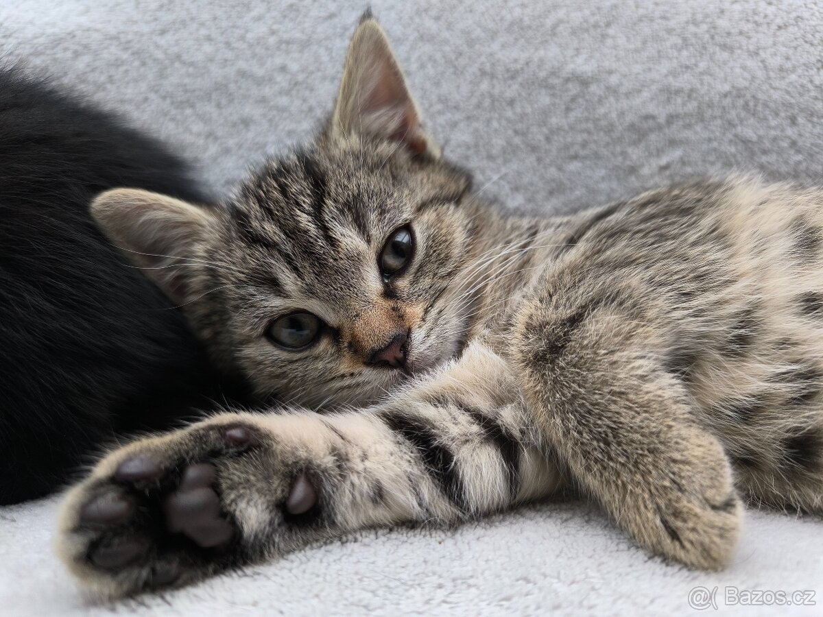Daruji kotě - 3