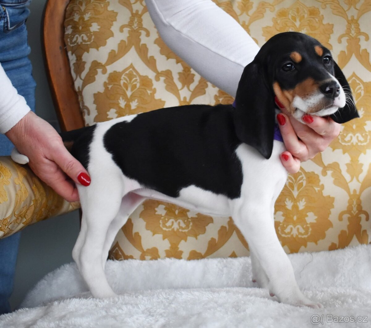 Prodáme štěňata vhodná pro lovecké účely - 3