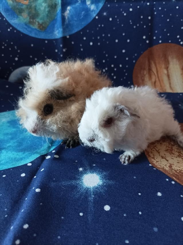 Morče,morčata Peruánec-Lunkarya z registrované Chs - 3