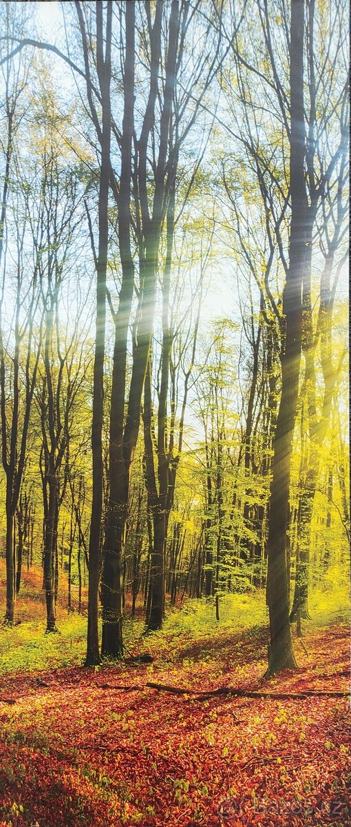 Obraz - les 150/70 - 3