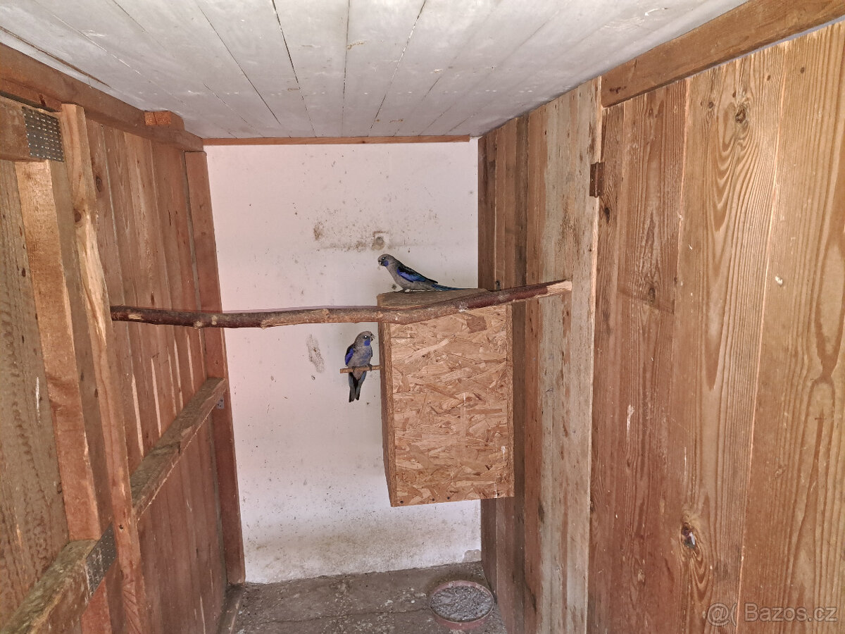 Rosela, Korela, Andulky - 3