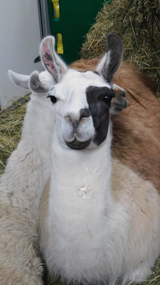 Přeprava koní a jiných zvířat, ČR + Evropa - 3